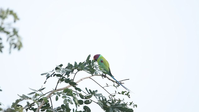 Plum-headed Parakeet - ML647465808