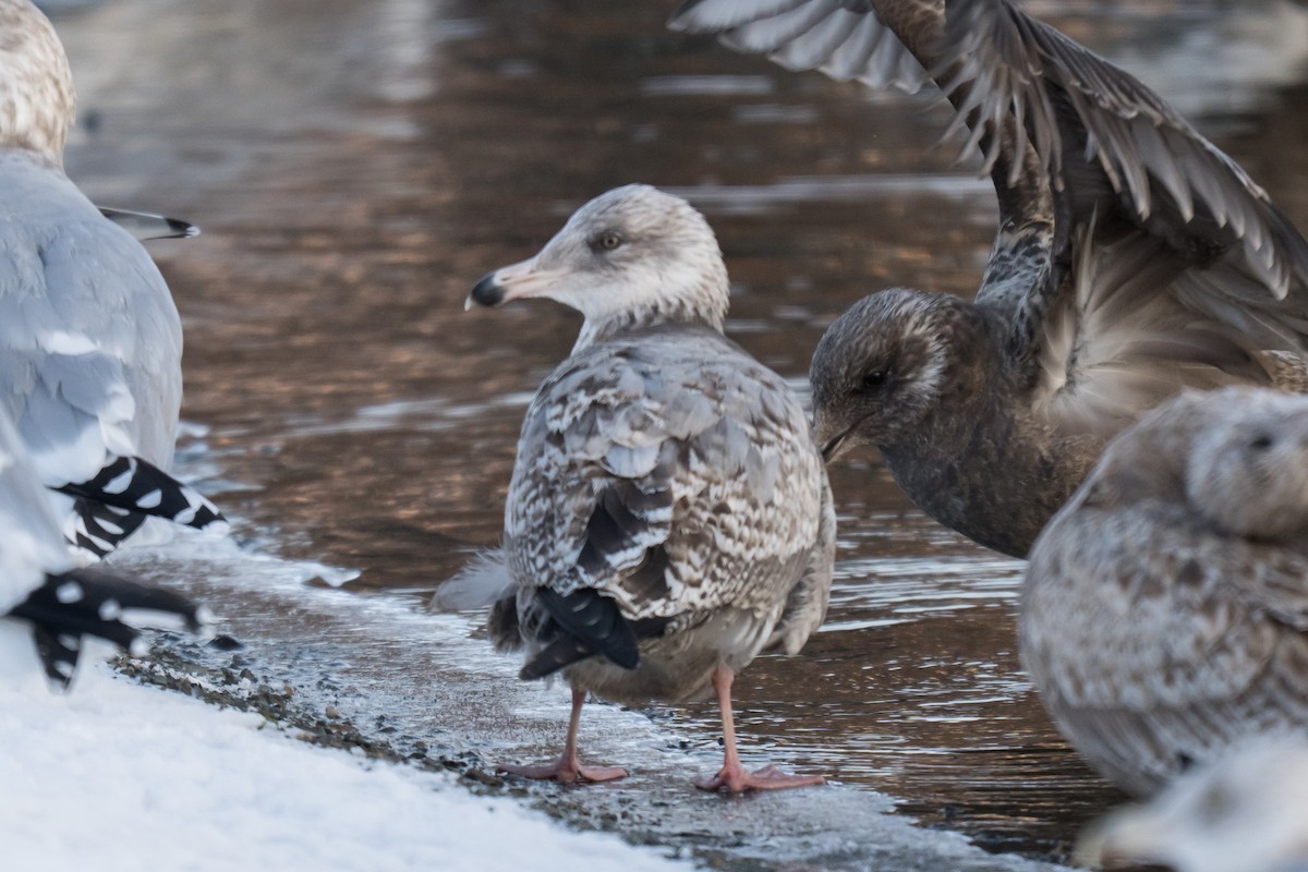 Gaviota Argéntea Americana - ML647465811