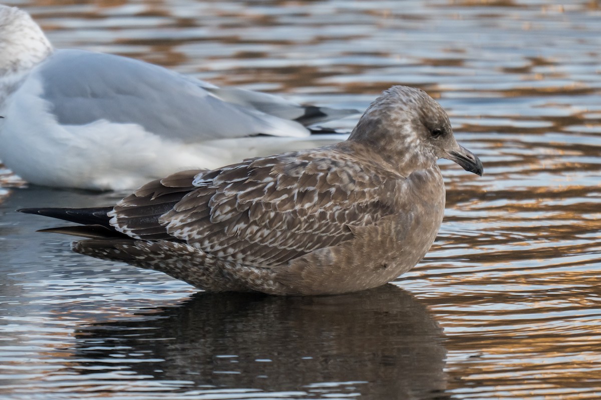 Gaviota Argéntea Americana - ML647465812