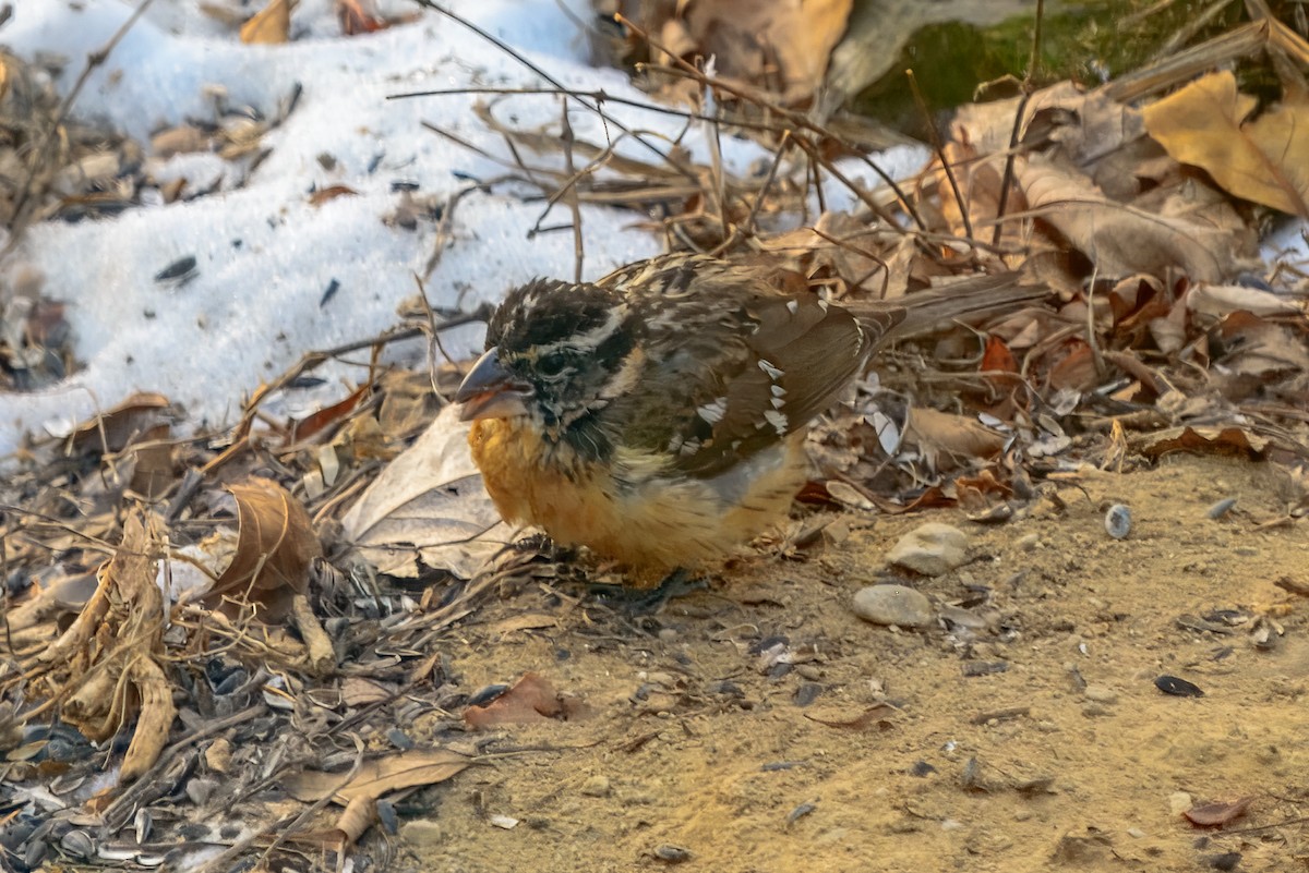 Black-headed Grosbeak - ML647465813