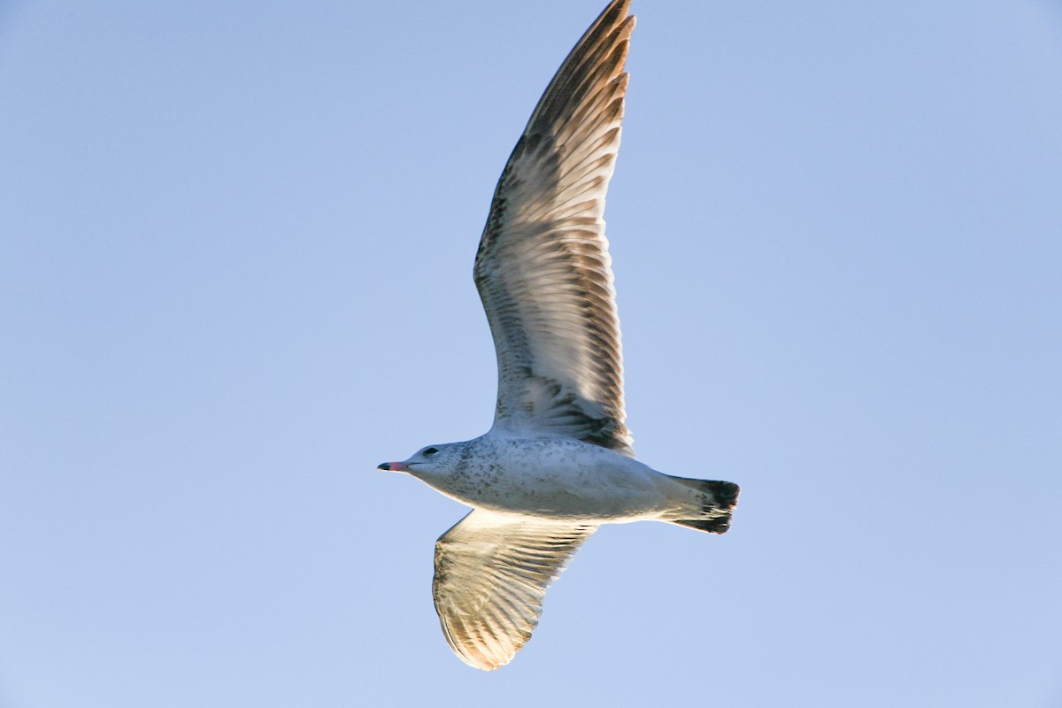 Gaviota de Delaware - ML647465814