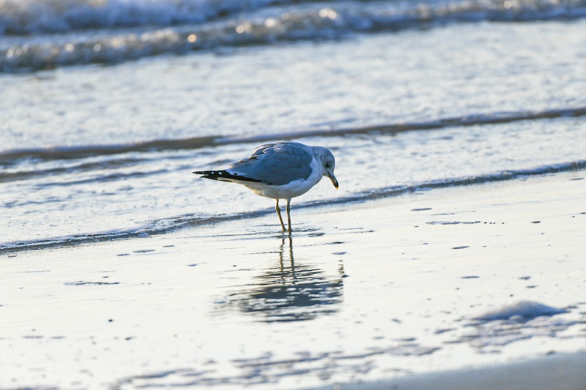 Gaviota de Delaware - ML647465815