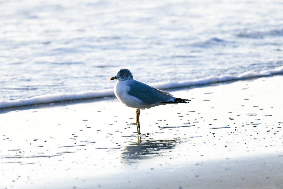 Gaviota de Delaware - ML647465816