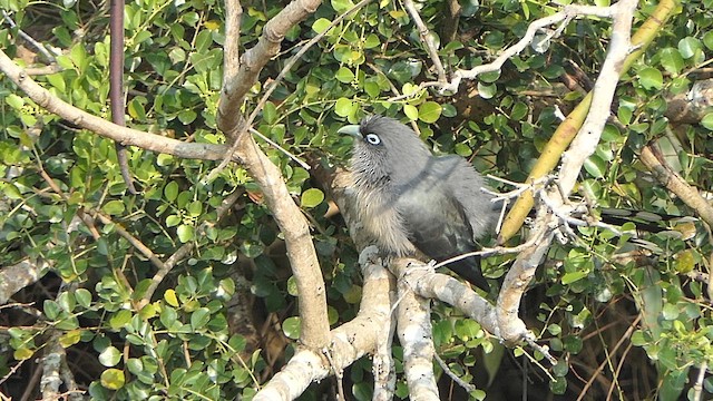 Malcoha Cariazul - ML647465817