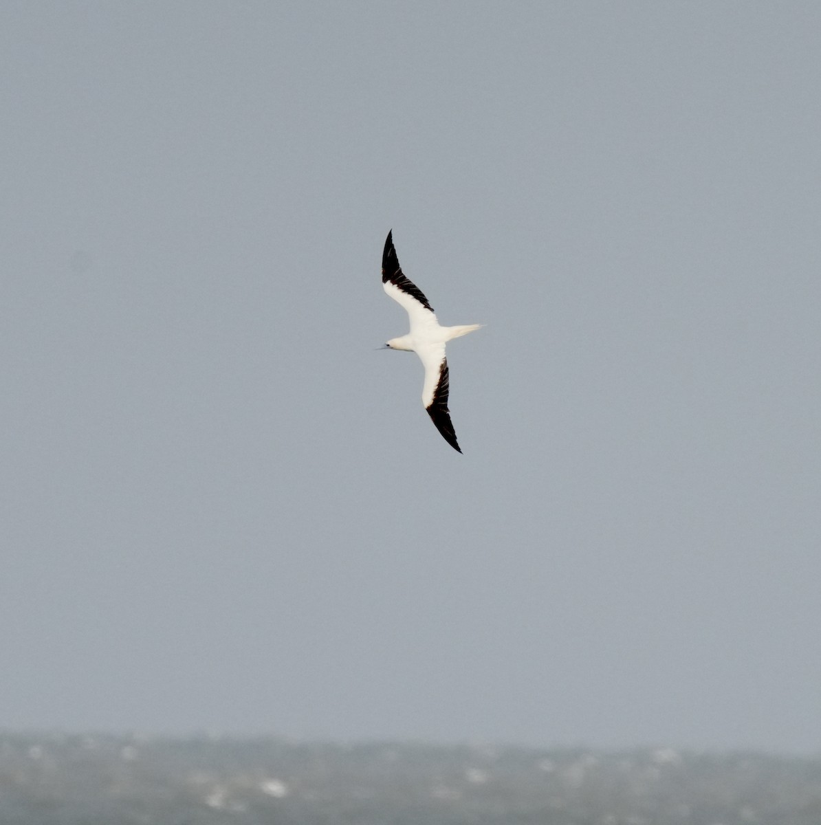 Piquero Patirrojo - ML647465818