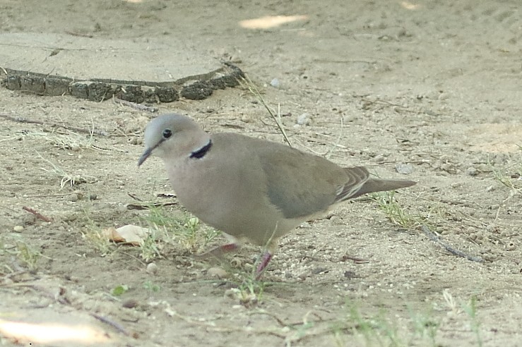 Tórtola de El Cabo - ML647465819