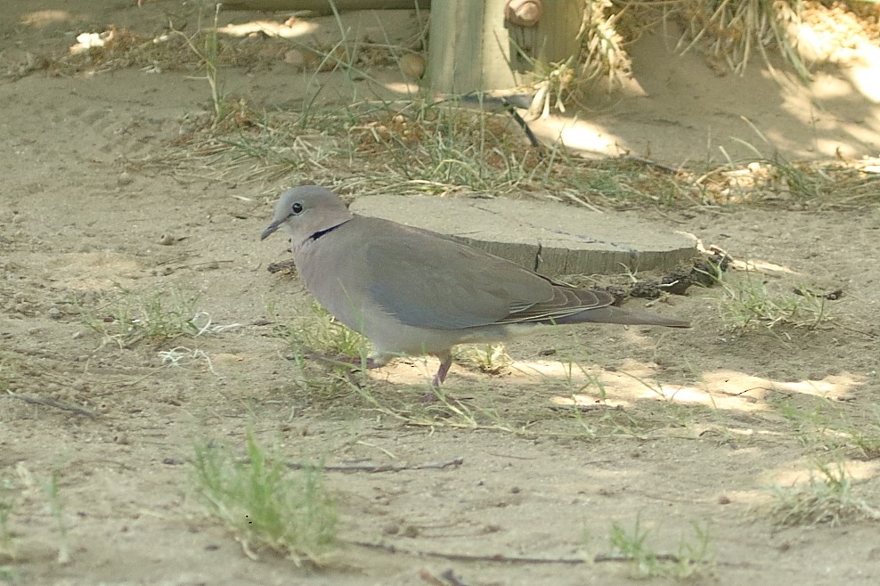 Tórtola de El Cabo - ML647465820