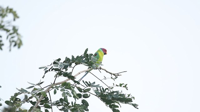 Сливоголовый кольчатый попугай - ML647465821