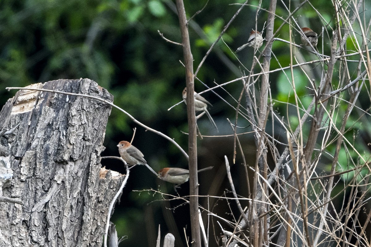 Picoloro de Yunnán - ML647465822