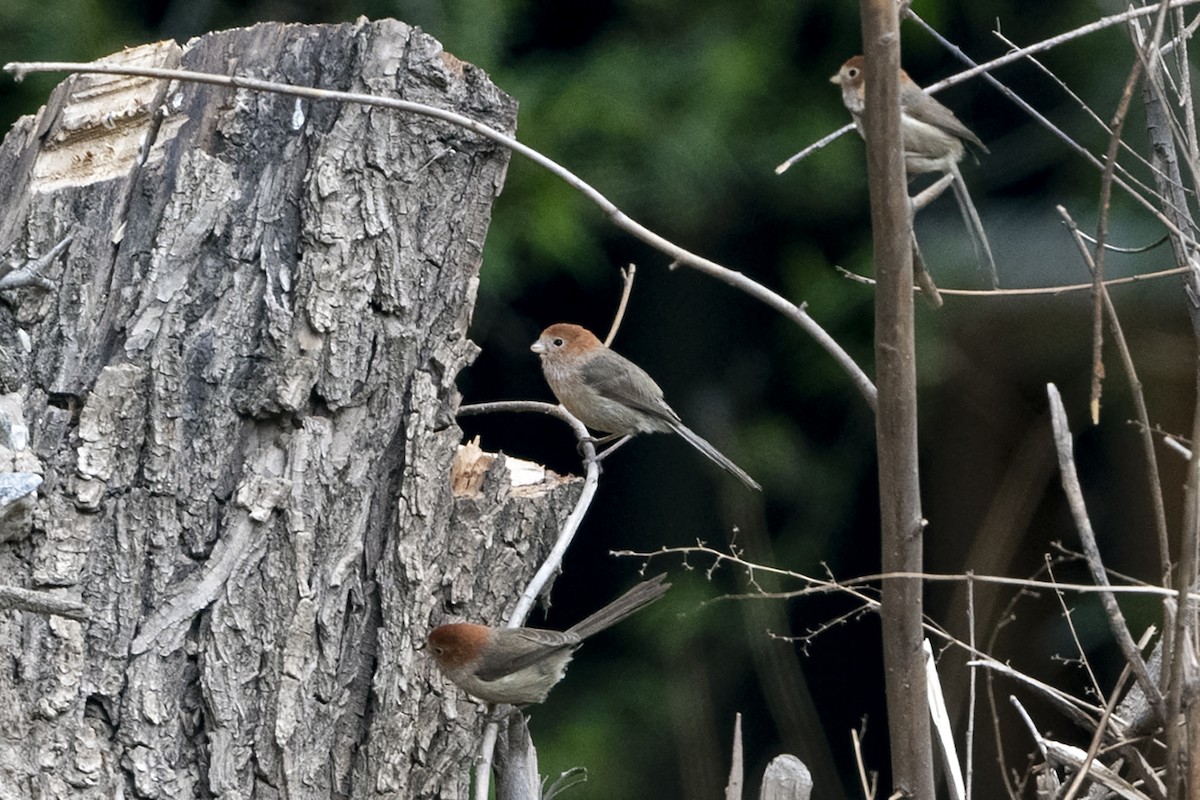 Picoloro de Yunnán - ML647465826
