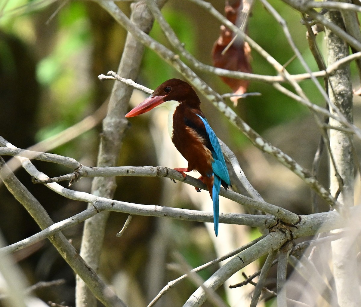 Alción de Esmirna - ML647465827