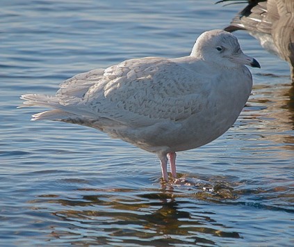 Gavión Hiperbóreo - ML647465828