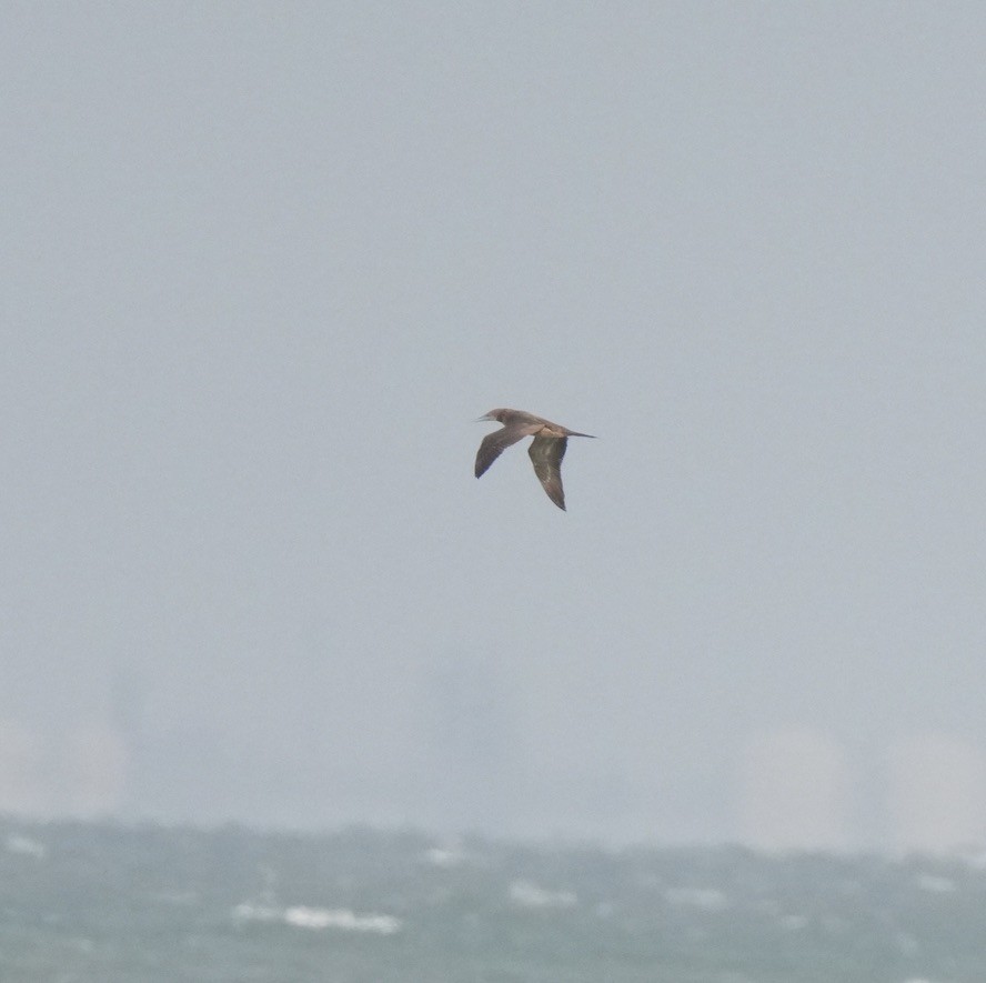 Piquero Pardo - ML647465829