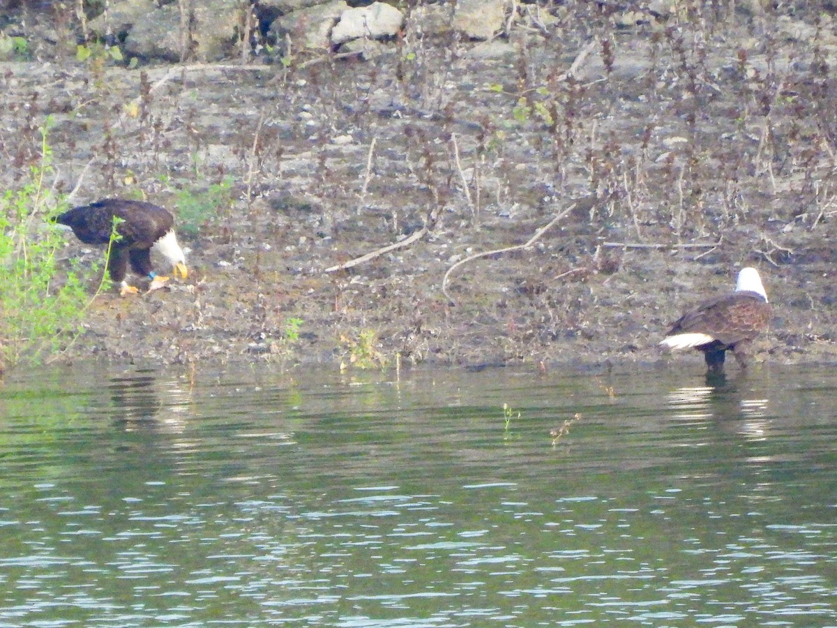 Pigargo Americano - ML647465830