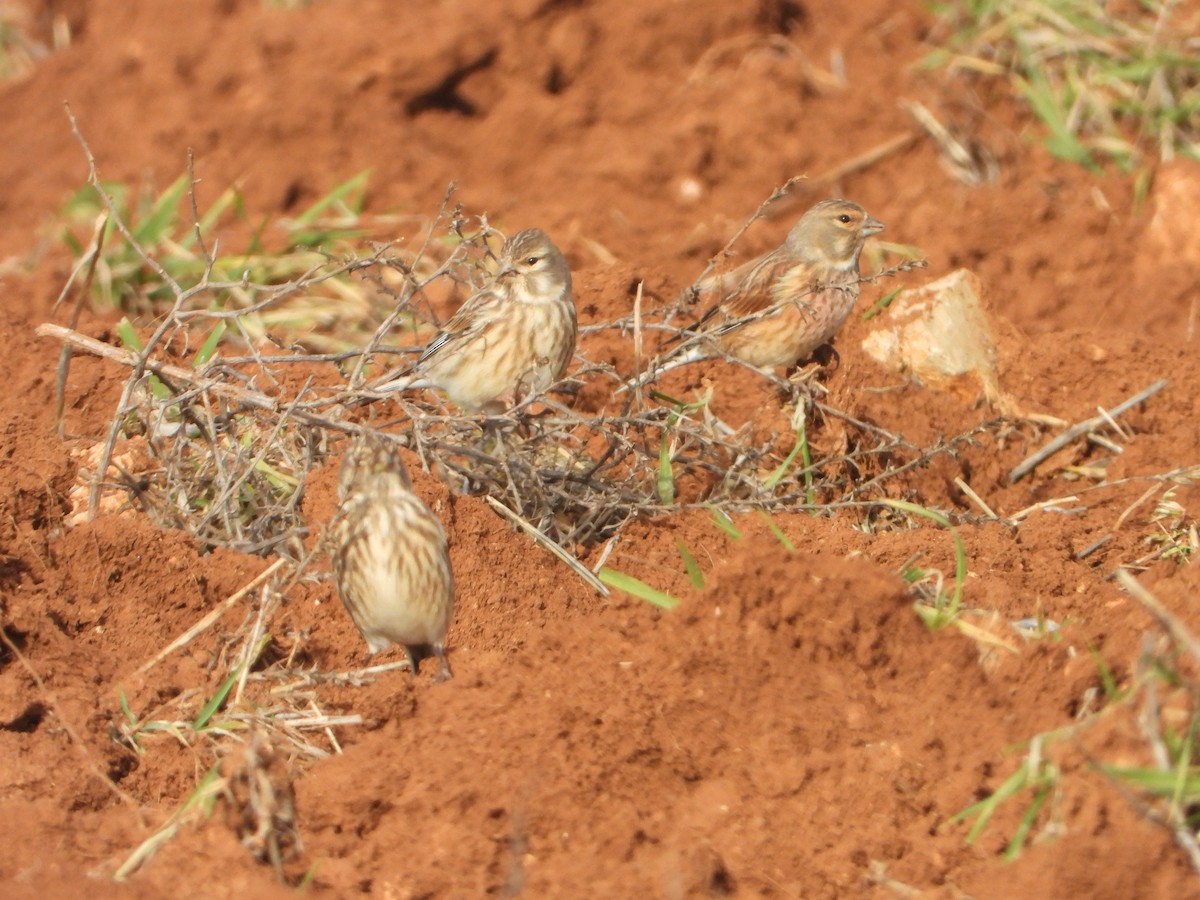 Tarabilla Europea - ML647465831