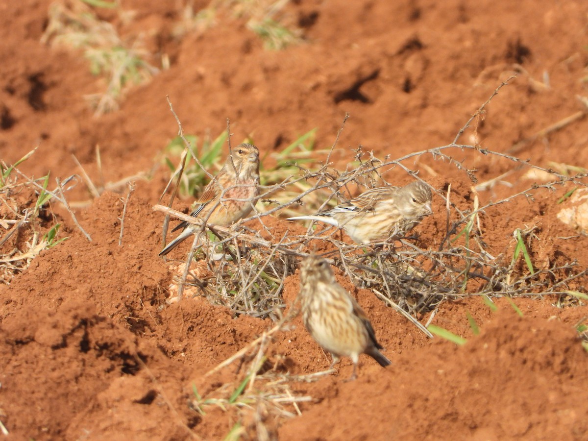 Tarabilla Europea - ML647465832