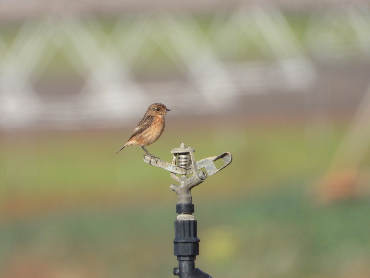 Tarabilla Europea - ML647465833