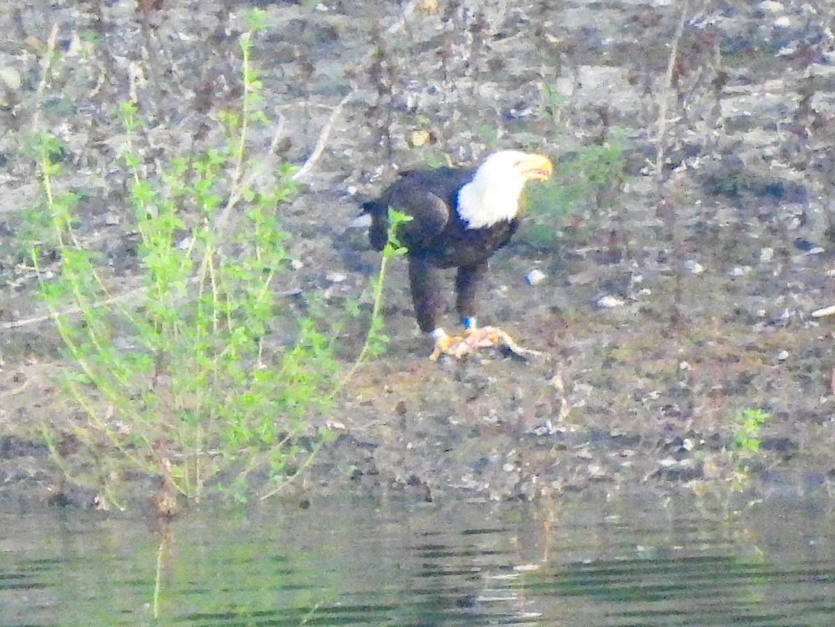 Pigargo Americano - ML647465835