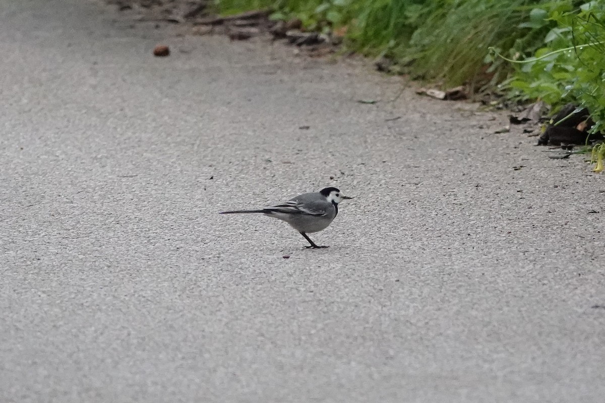 Lavandera Blanca - ML647465836