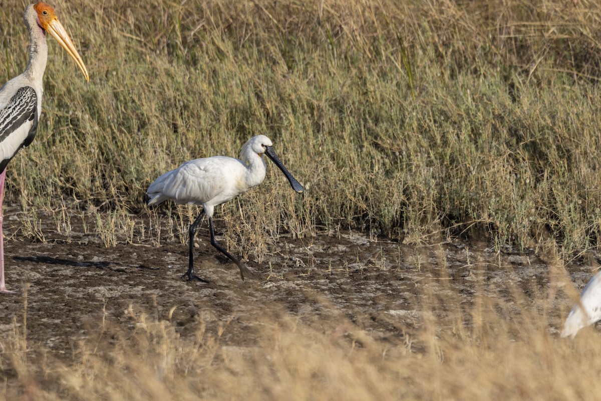 Espátula Común - ML647465837
