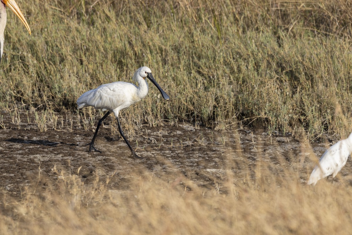 Espátula Común - ML647465838