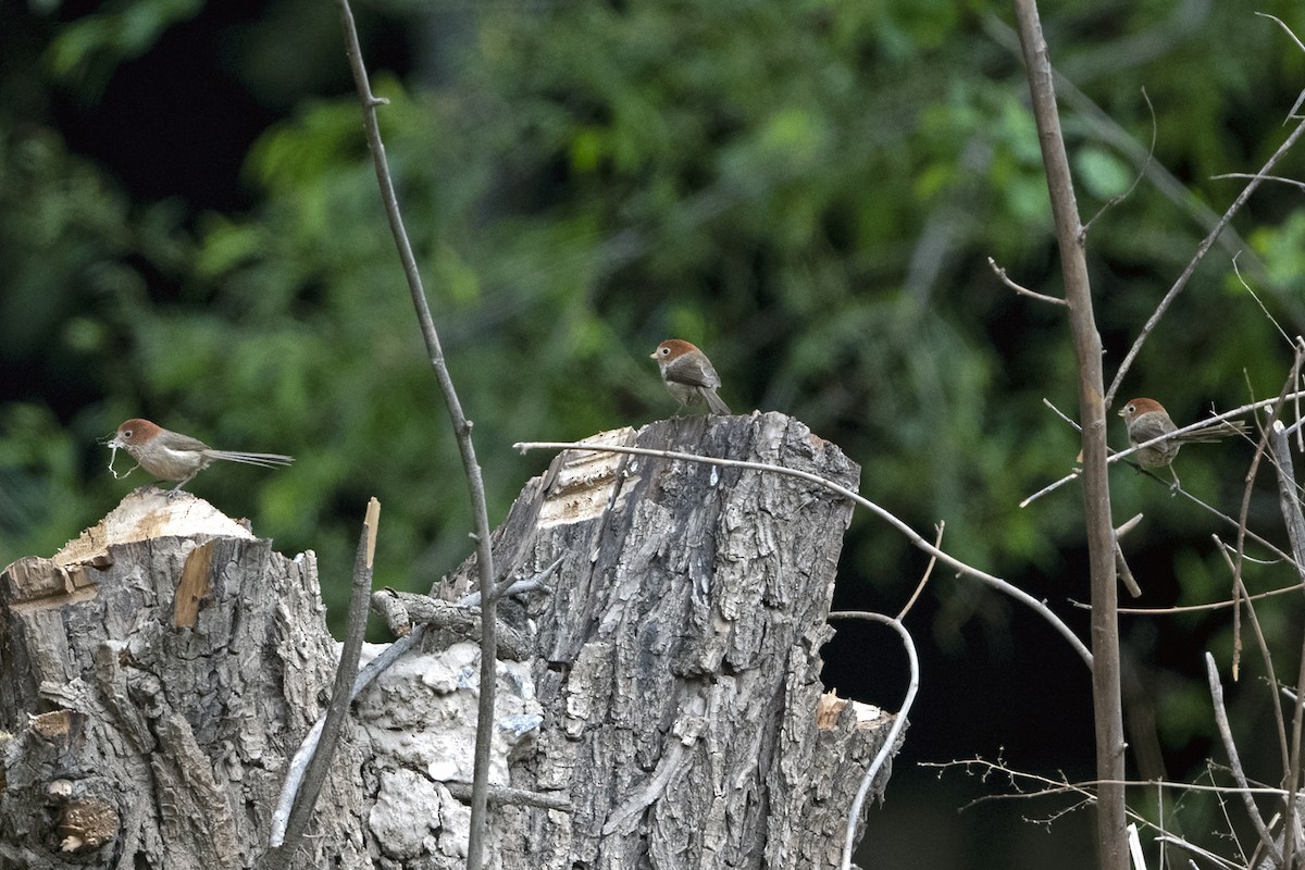Picoloro de Yunnán - ML647465841