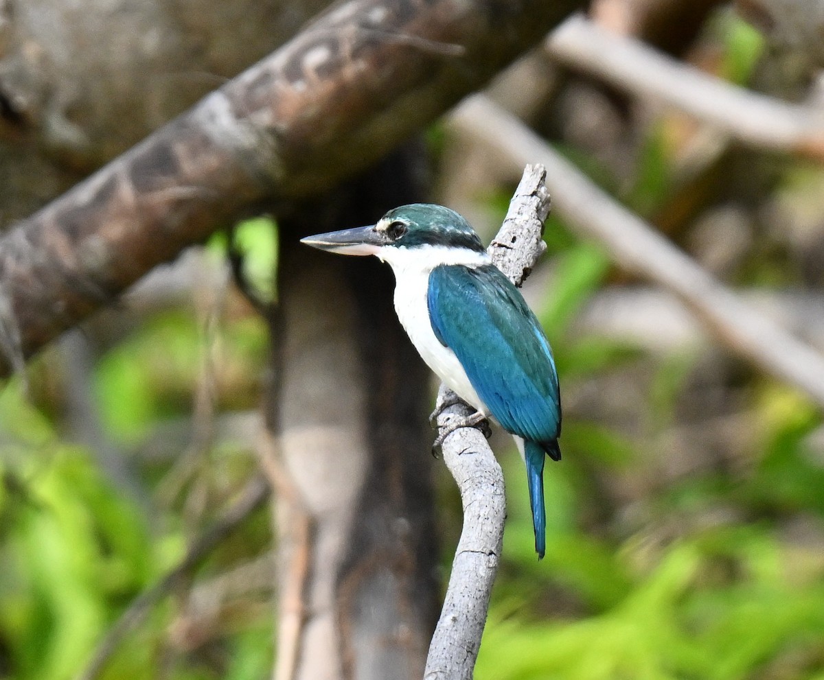 Alción Acollarado - ML647465848