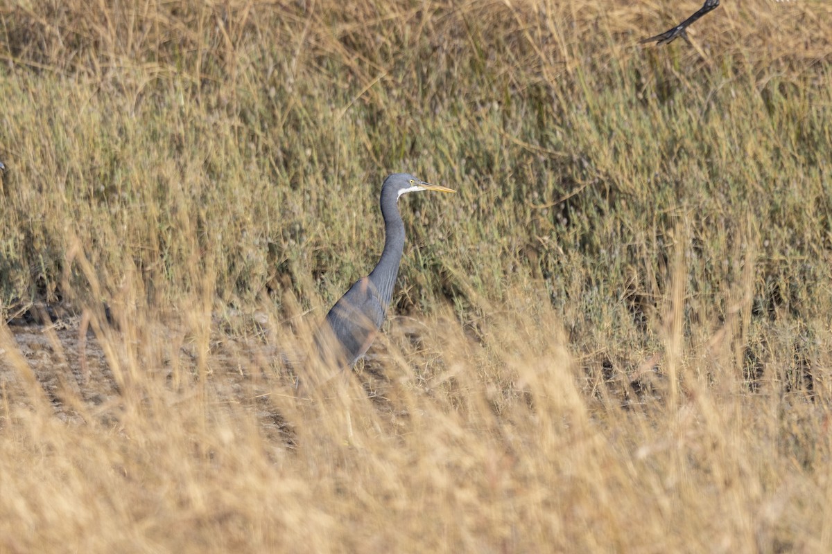 Garza Imperial - ML647465850