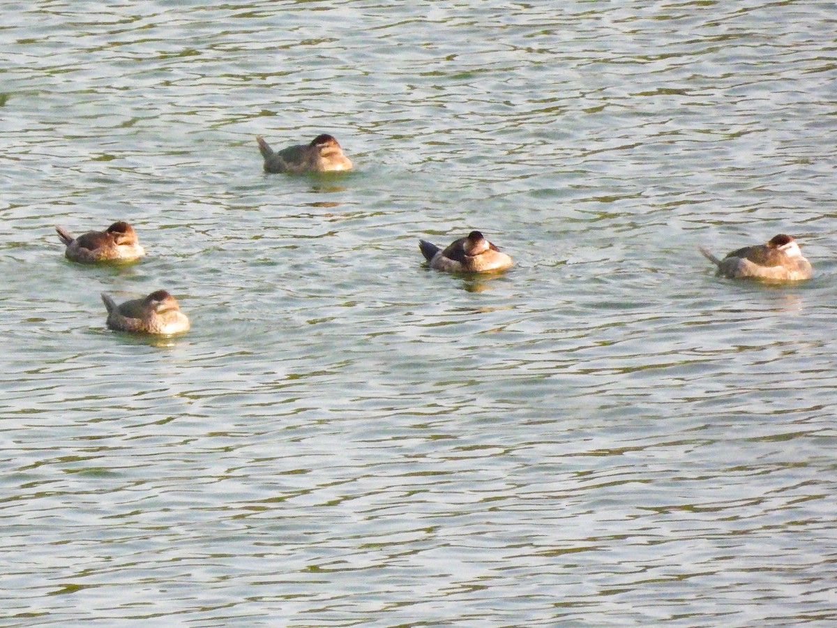 Malvasía Canela - ML647465851