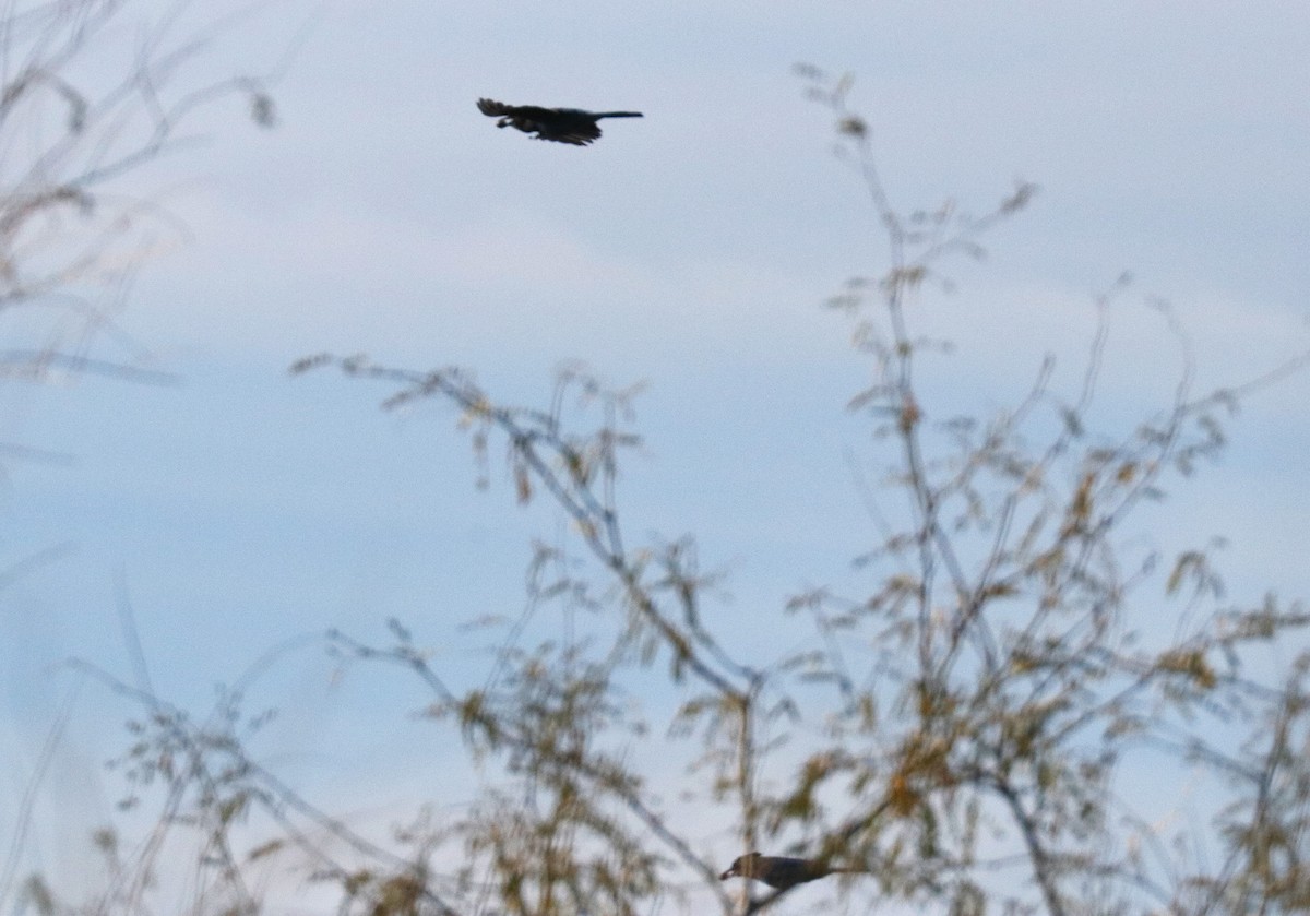 Chara de Steller - ML647465852