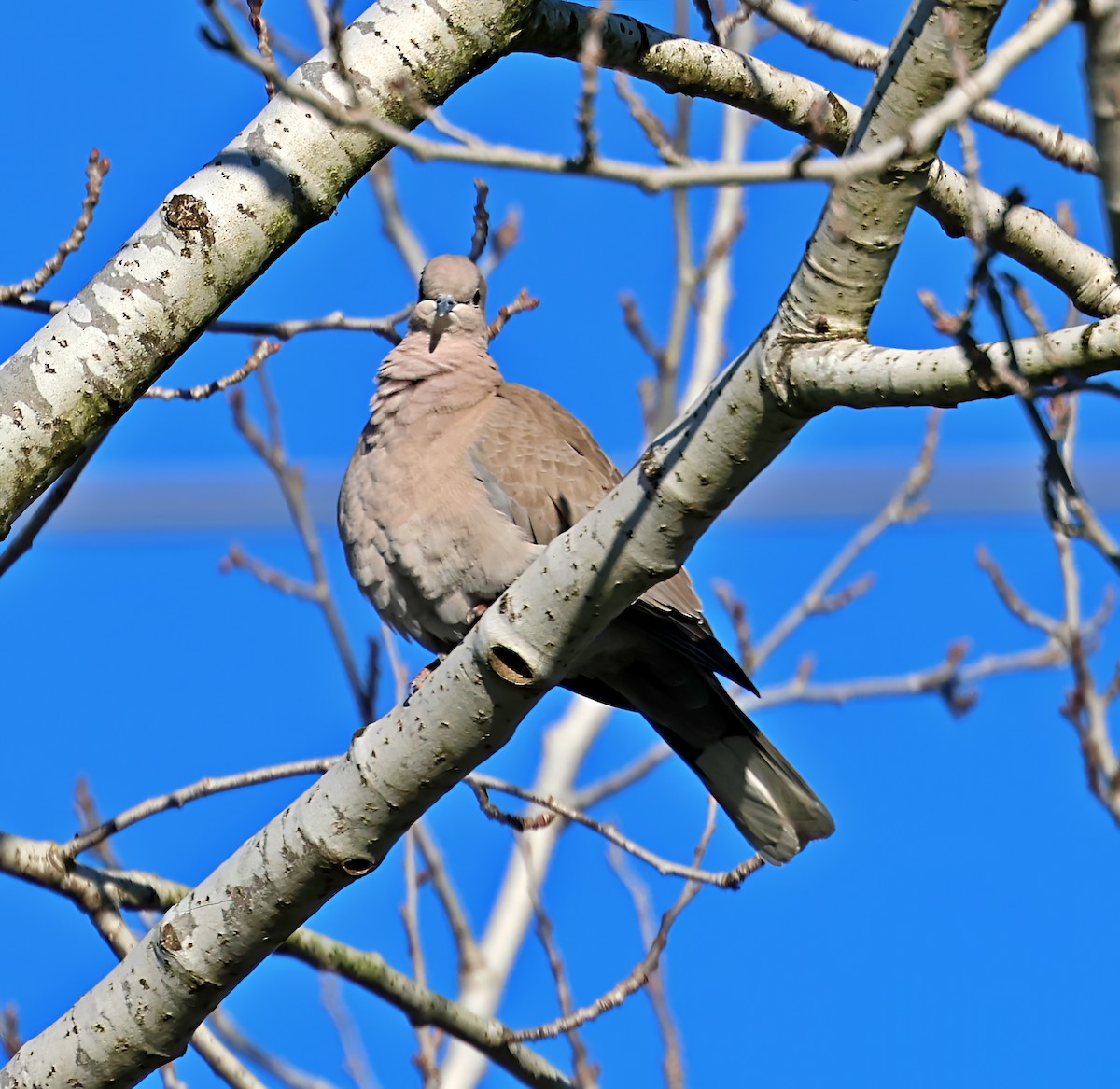 Tórtola Turca - ML647465853