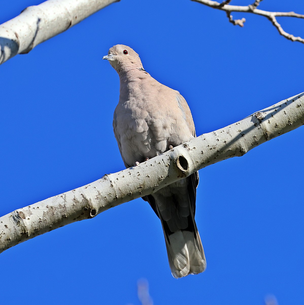 Tórtola Turca - ML647465854