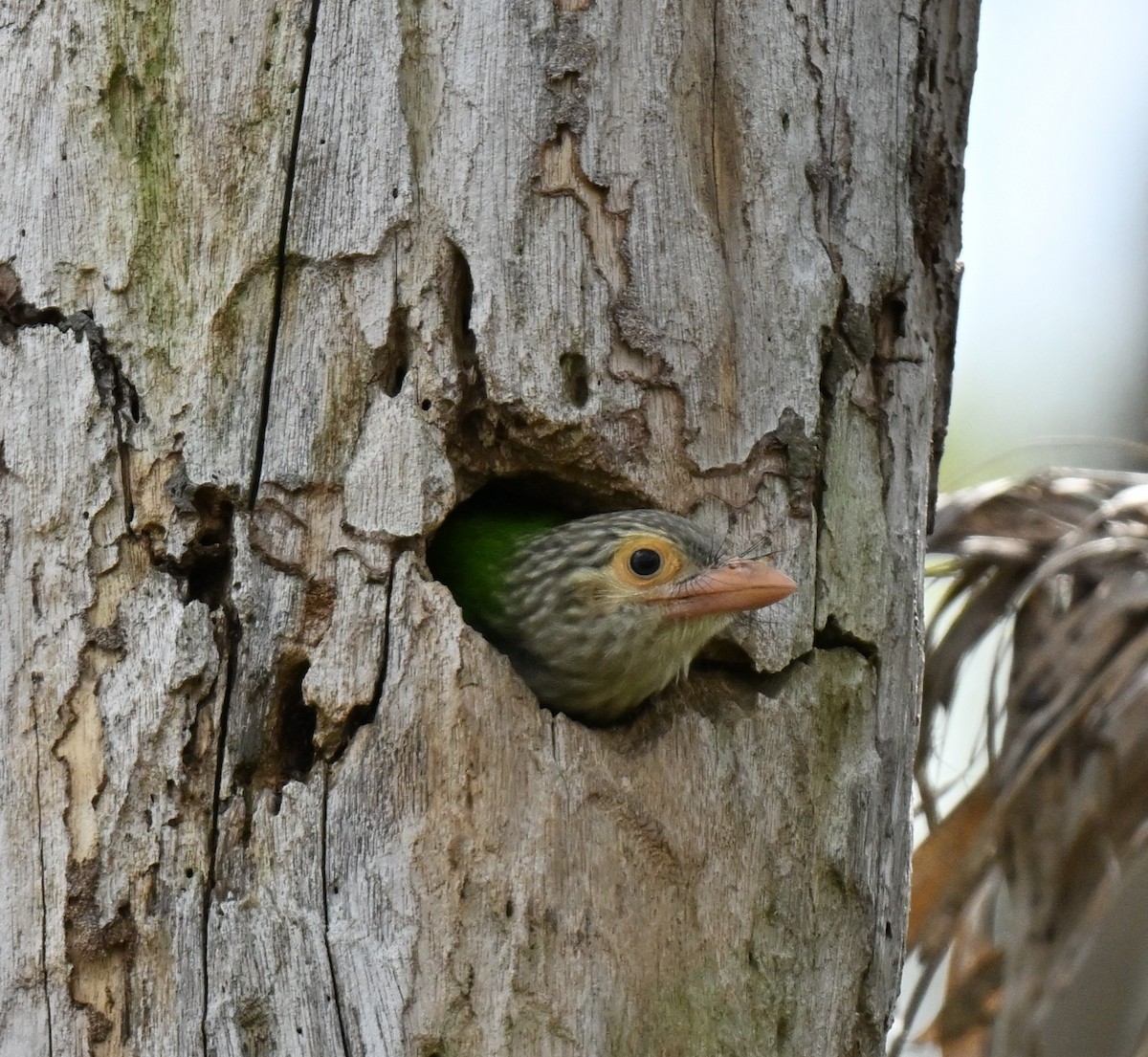 Полосатый бородастик - ML647465855