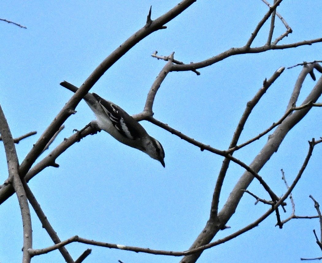 Сорочий личинкоед-свистун - ML647465858