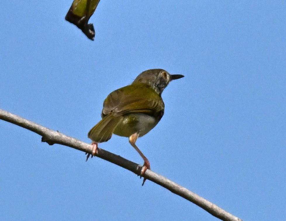 Красношапочная портниха - ML647465864