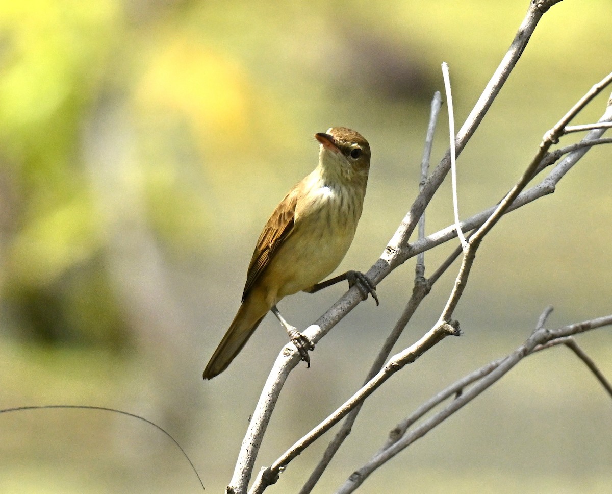 Восточная дроздовидная камышевка - ML647465875