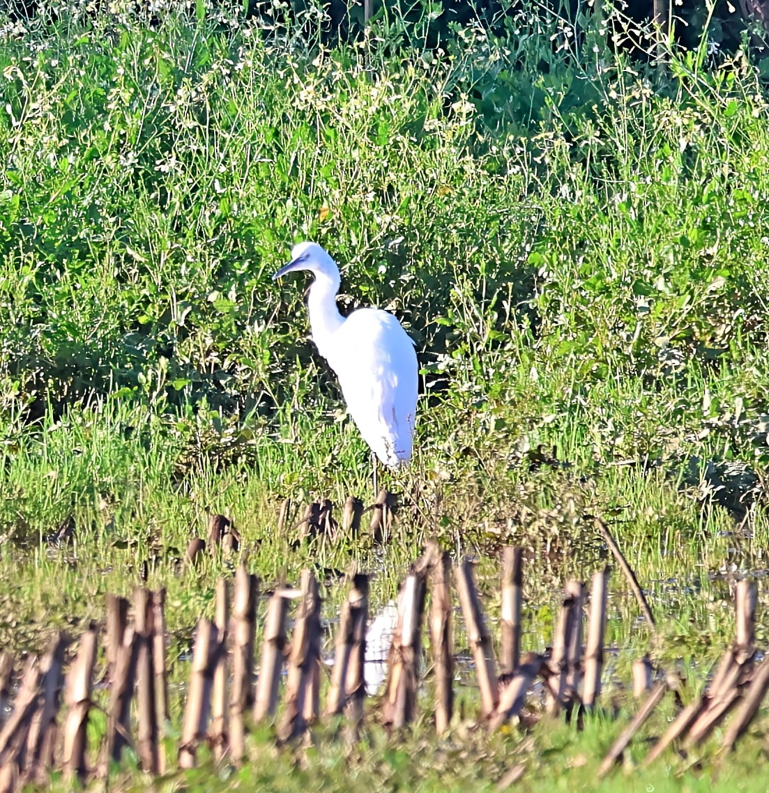 Little Egret - ML647465876