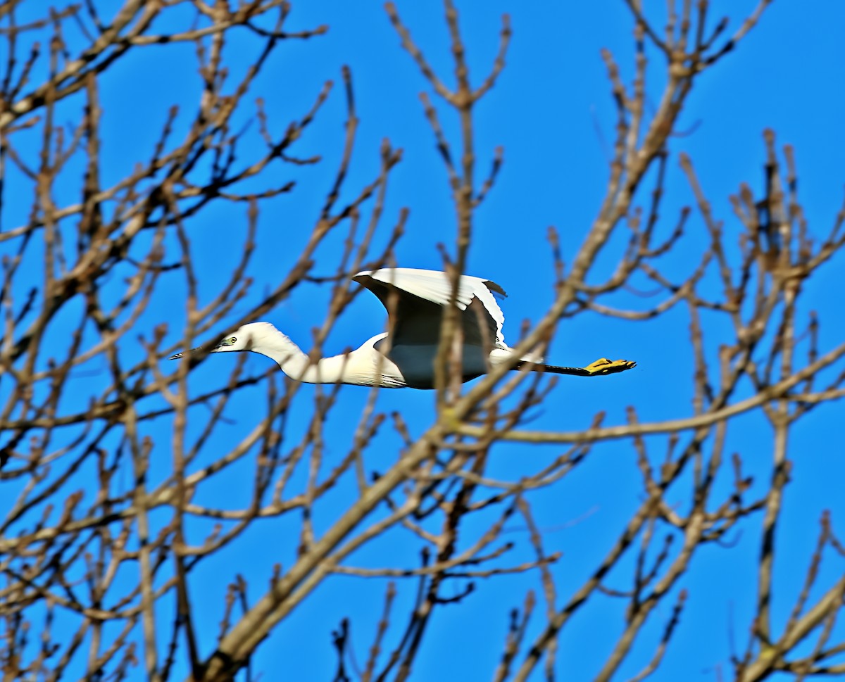 Little Egret - ML647465877