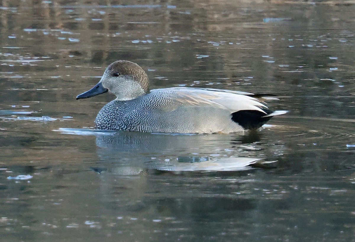 赤膀鴨 - ML647465881