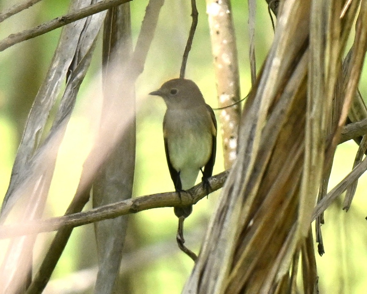 lejsek sibiřský - ML647465888