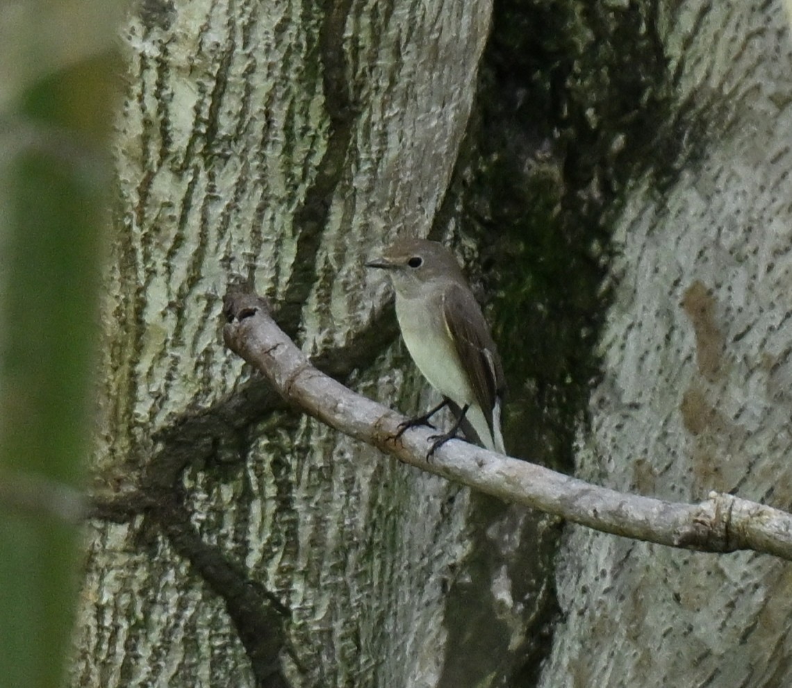 lejsek sibiřský - ML647465889