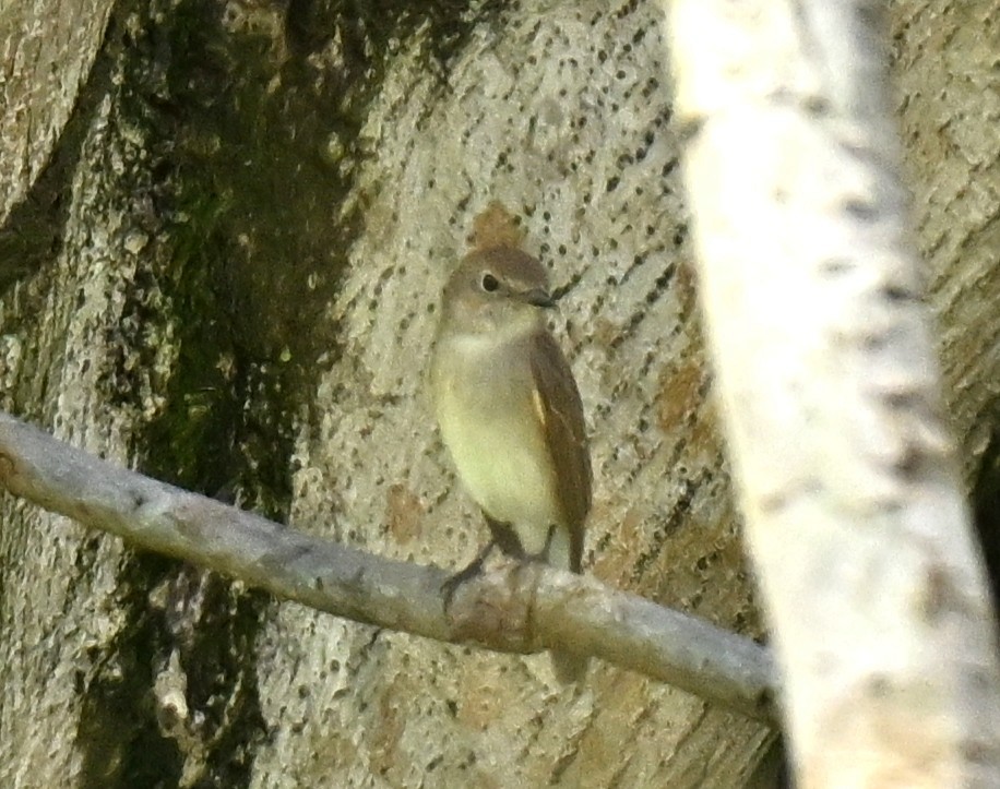 lejsek sibiřský - ML647465890