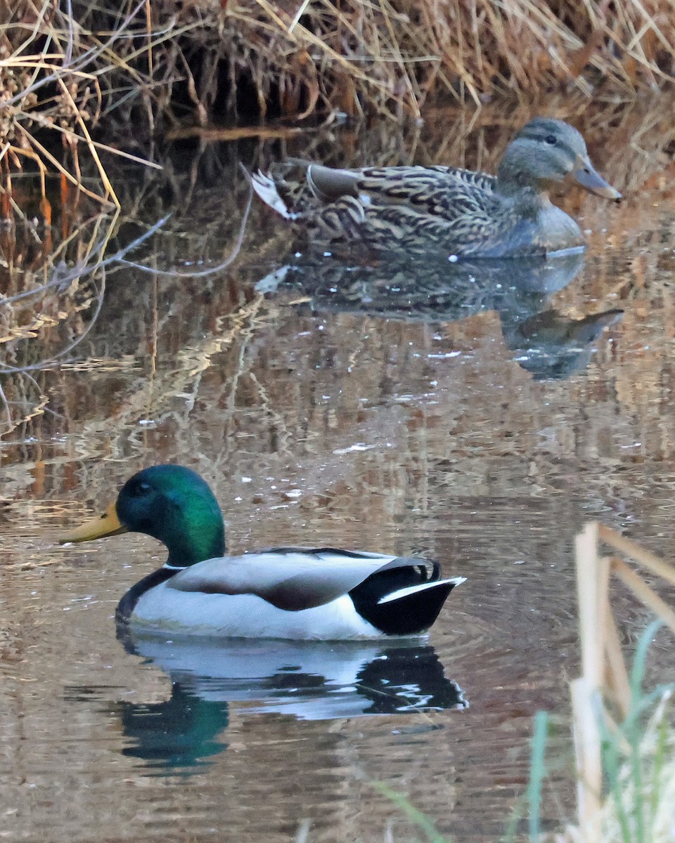 綠頭鴨 - ML647465892