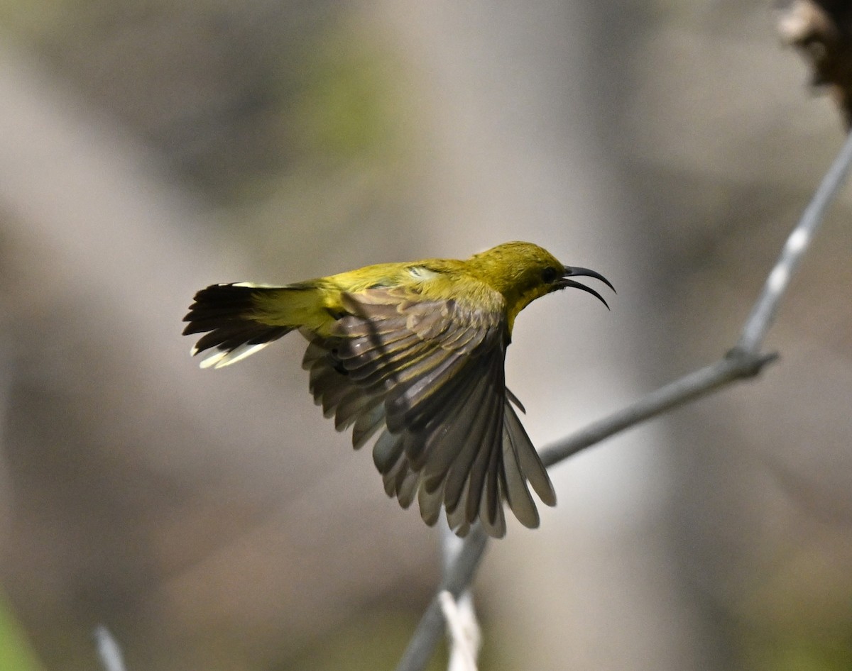 Ornate Sunbird - ML647465900