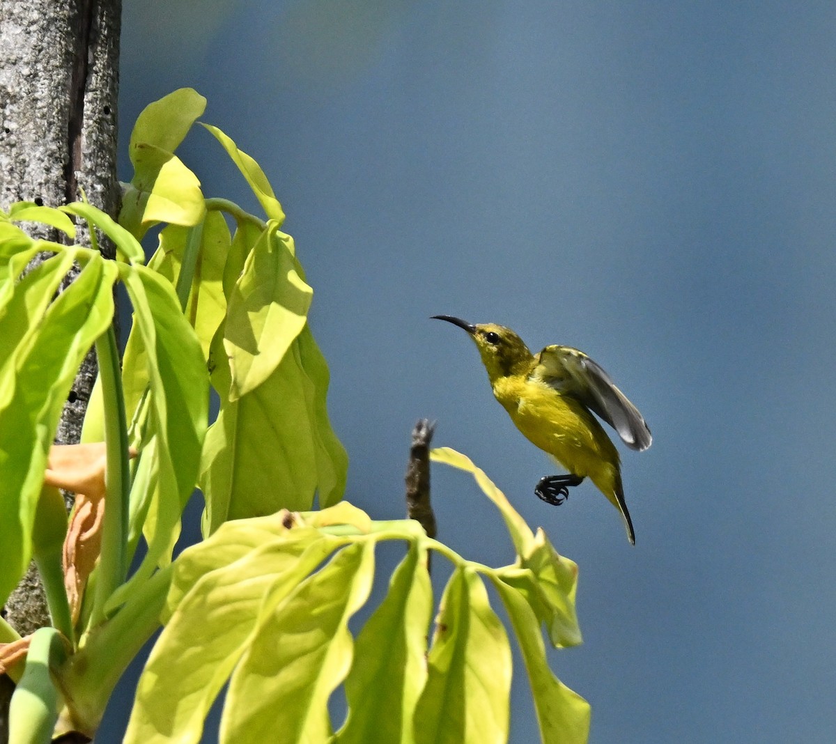 Ornate Sunbird - ML647465901