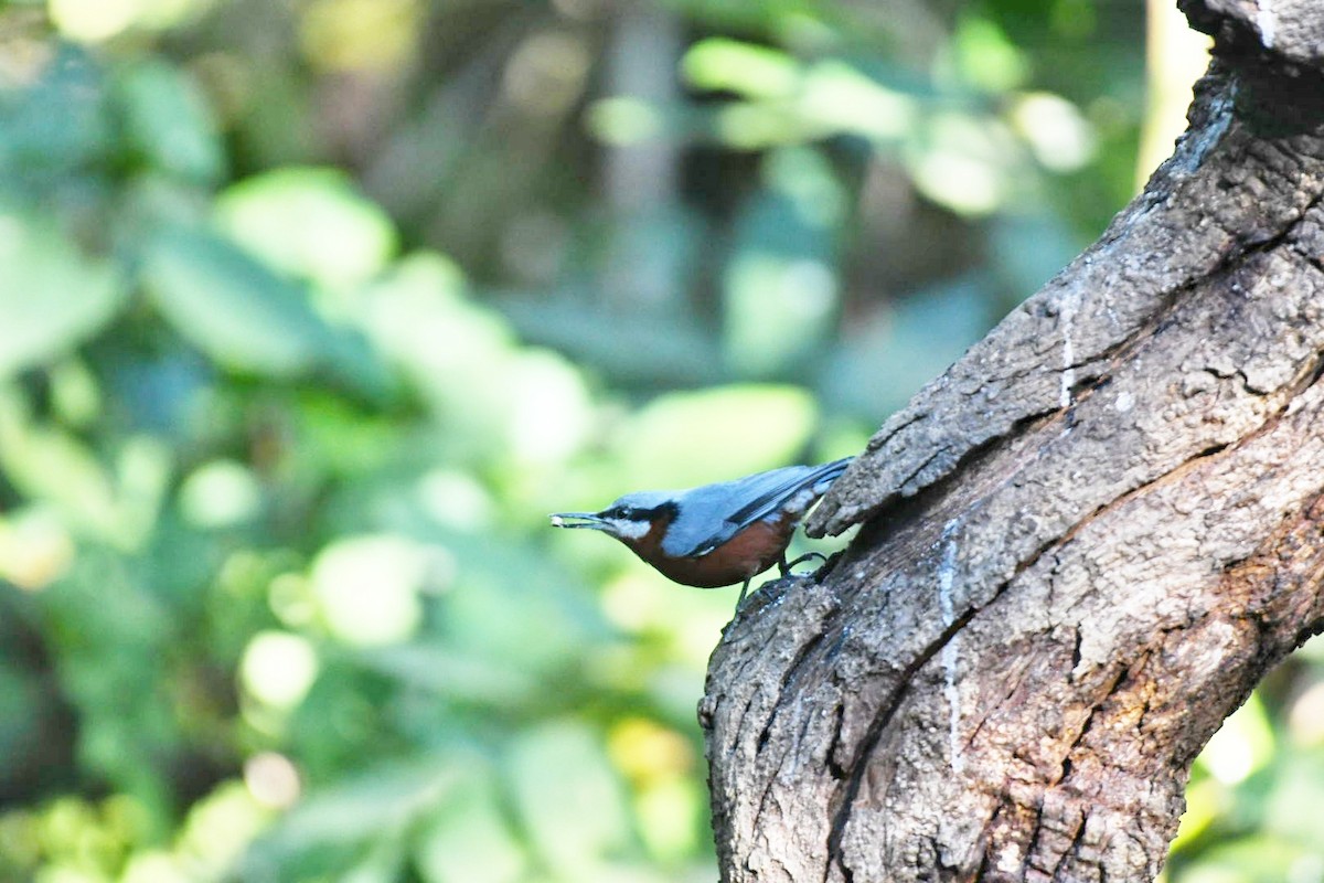 Chestnut-bellied Nuthatch - ML647465903