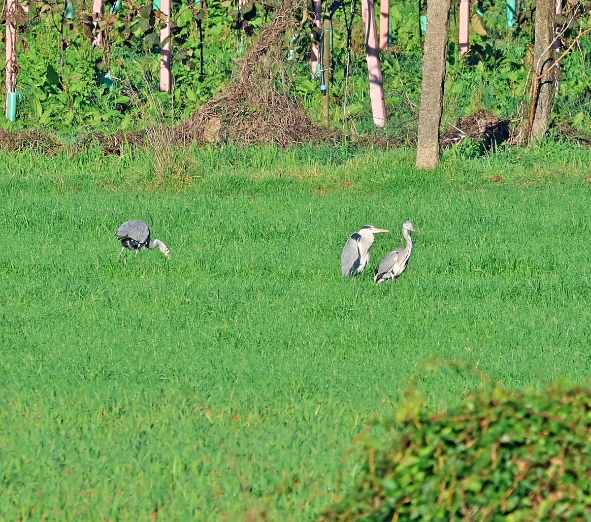 אנפה אפורה - ML647465907
