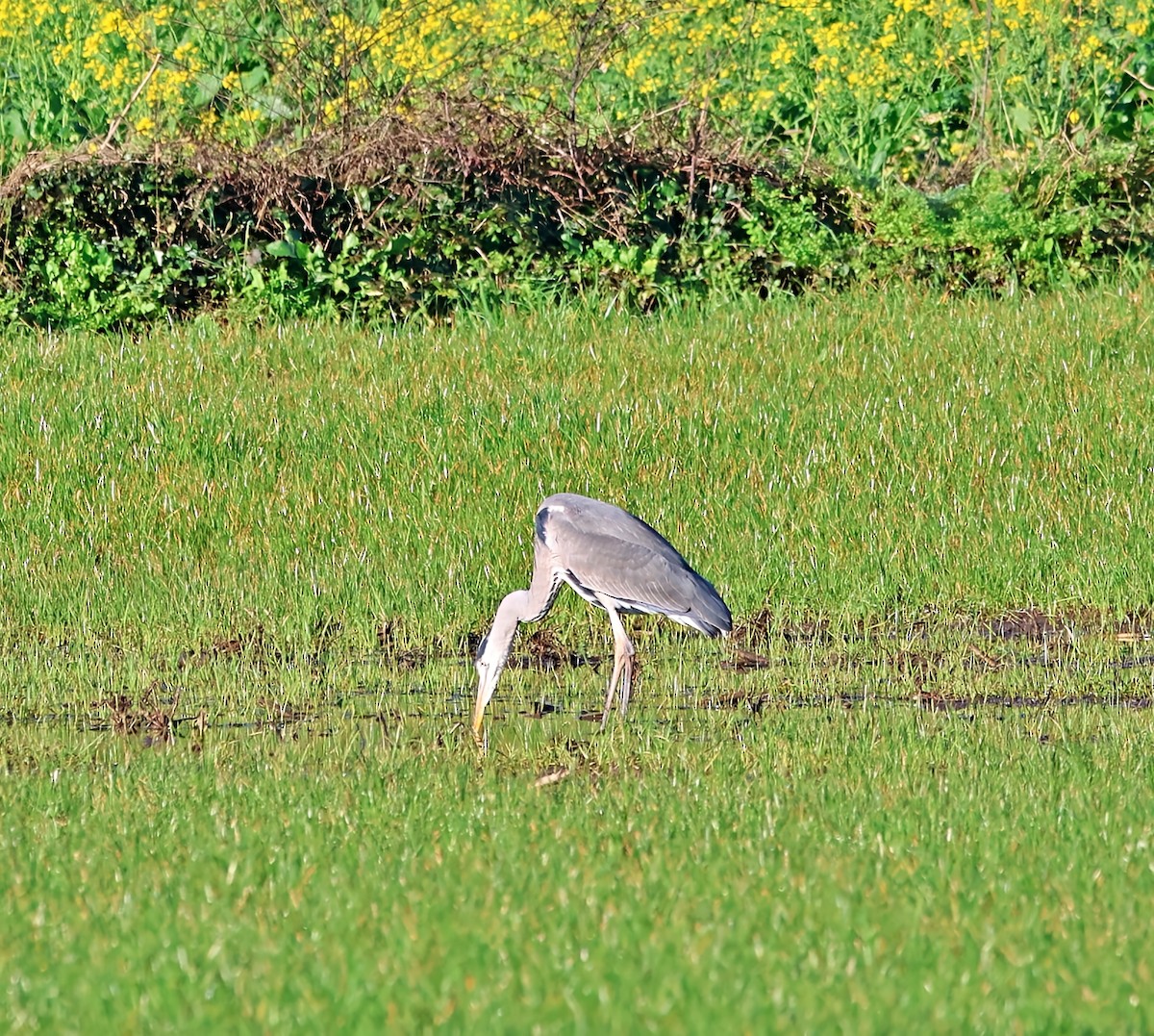 אנפה אפורה - ML647465908