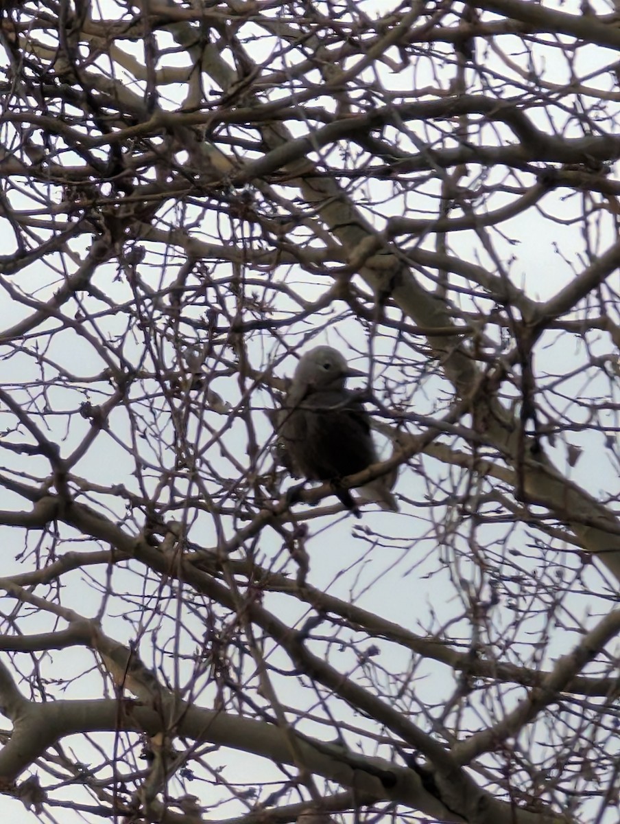 Clark's Nutcracker - ML647465911