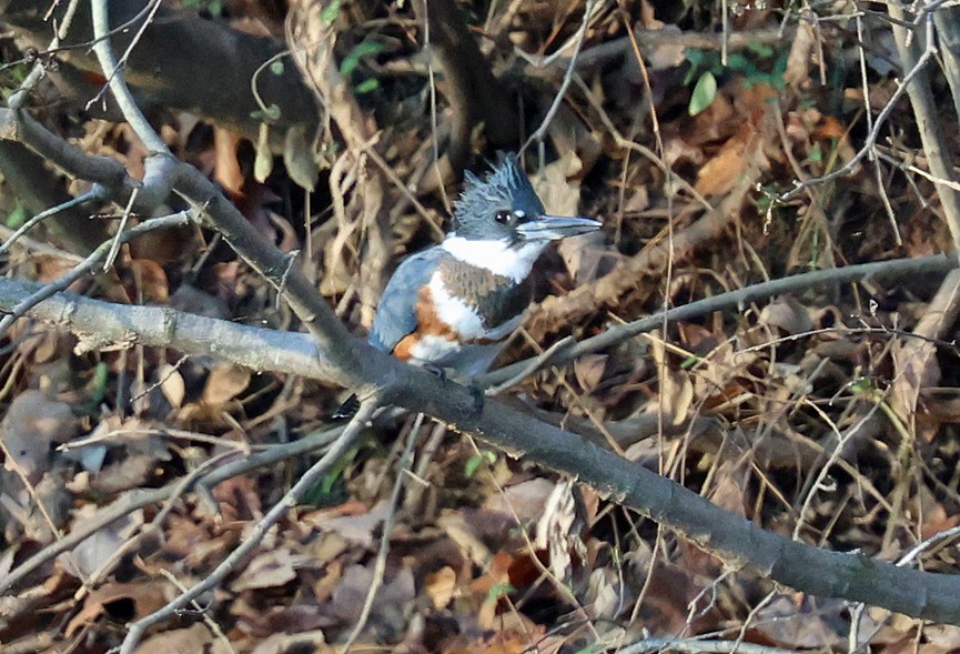 שלדג אמריקני - ML647465913